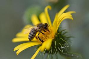 ape su un' giallo fiore, vicino su, spinoso fiore, foto