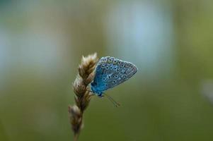 piccolo blu farfalla su un' pianta nel natura foto