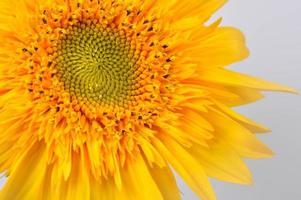 girasole testa vicino su macro, arancia fiore foto