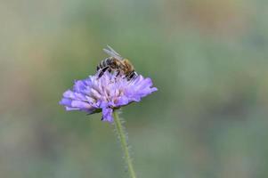 viola fiore e il ape, ape su un' viola fiore vicino su foto