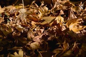 autunno foglie, autunno foglie, asciutto foglia su il terra. foto
