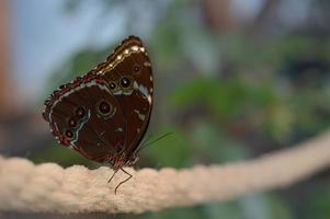 morfo peleides grande colorato tropicale farfalla foto