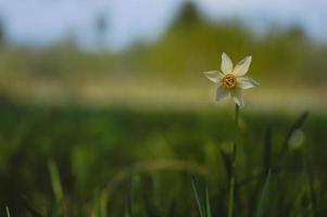 del poeta Narciso, narciso nel il selvaggio foto