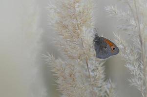 piccolo brughiera farfalla su un' soffice pianta, vicino su foto