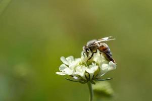 crema puntaspilli fiore con un' ape, macro vicino su foto