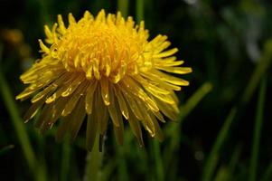 dente di leone nel il selvaggio macro vicino su, giallo petali foto