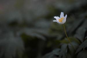 anemonoidi nemorosa, legna anemone Comune bianca presto fiore foto