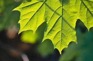 verde acero foglia macro vicino su foto