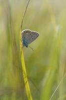 Comune blu la farfalla, piccolo farfalla blu e grigio, macro foto