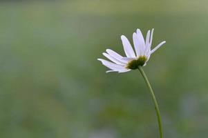 bue occhio margherita, nel natura vicino su, bianca selvaggio fiore foto