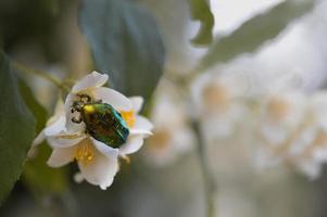 verde rosa chafer scarafaggio su un' bianca fiore, macro. foto