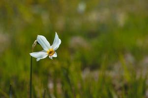 uno bianca narciso nel il selvaggio. del poeta Narciso su un' campo. foto