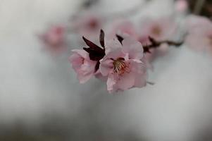 rosa albero fiorire natura foto, pastello rosa petali, primavera foto