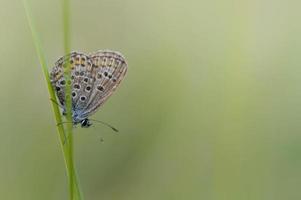 Comune blu la farfalla, piccolo farfalla blu e grigio, macro foto