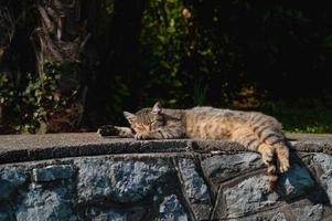 carino gatto all'aperto su il strada posa , gatto con strisce, foto