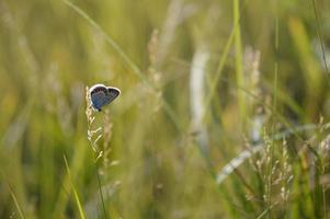 Comune blu farfalla vicino su su un' pianta, piccolo farfalla foto