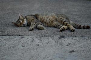 gatto posa su il terra, gatto dormendo, vagante gatto foto