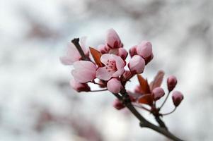 rosa albero fiorire natura foto, pastello rosa petali, primavera