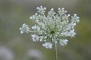 selvaggio carota bianca Fiore di campo nel natura vicino su, macro foto