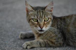 gatto ritratto, a strisce vagante gatto su il terra, foto