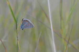 poliommato Icaro, Comune blu la farfalla, macro nel natura foto