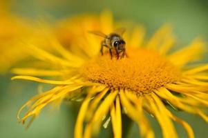 inula elenio, giallo fiore e un' ape macro foto