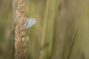 Comune blu la farfalla, piccolo farfalla blu e grigio, macro foto