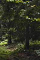 nel il boschi natura scena foto