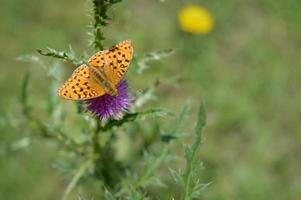 arancia e nero farfalla su un' viola spinoso fiore nel natura foto