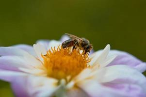 ape su un' pastello rosa e bianca dalia fiore impollinazione macro foto