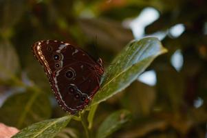 morfo peleides tropicale farfalla su un' verde foglia, macro foto