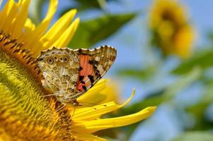 rosso ammiraglio farfalla su un' girasole vicino su foto