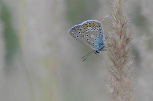 Comune blu la farfalla, piccolo farfalla blu e grigio, macro foto