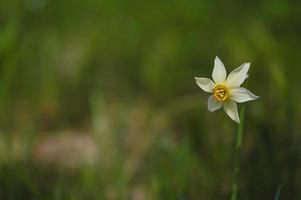 del poeta Narciso, narciso nel il selvaggio foto