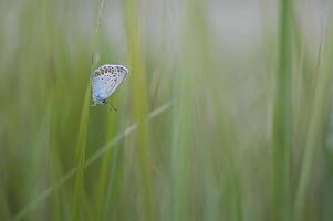 Comune blu farfalla su un' foglia vicino su. foto