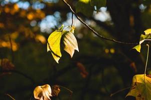 lunatico foglia foto , autunno foglia nel il luce del sole