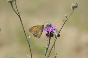 piccolo brughiera farfalla su un' viola Fiore di campo nel natura foto