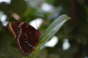 morfo peleides tropicale farfalla su un' verde foglia, macro foto