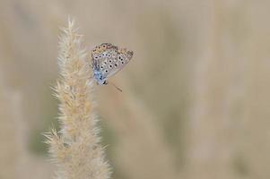 poliommato Icaro, Comune blu la farfalla, macro nel natura foto