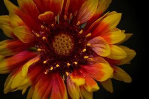 Gaillardia, grandiflora ibrido rosso e giallo fiore, vicino su foto