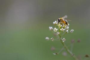 ape pieno di polline su un' bianca fiore macro, foto
