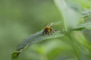 ape su un' verde foglia macro foto, vicino su foto