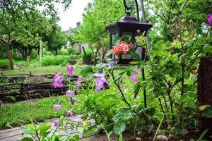 bellissimo viola petunie petunia hybrida nel giardino morbido messa a fuoco foto