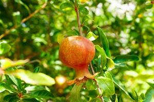 piccolo giovane Melograno nel il giardino contro il sfondo di verde le foglie foto