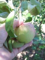 contadino raccolti mele. femmina mano scelte maturo Mela a partire dal ramo di albero. foto