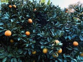 ornamentale arancia alberi nel il strade. avvicinamento di maturo arance su un' albero con verde le foglie. frutta. verde arancia albero su chiaro blu cielo sfondo foto