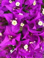 viola lilla fiori fiorire nel giardino, primavera sfondo. bellissimo viola sfondo a partire dal lilla fiori avvicinamento. primavera fiori di lilla foto