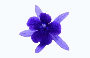 blu, viola o viola fiori isolato su bianca sfondo con ritaglio sentiero e rendere selezione. bellezza nel natura, tropicale pianta, forma di flora e mazzo di floreale. foto