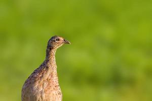 un giovane pollo fagiano in un prato foto