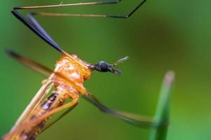 uno gru volare si siede su lame di erba nel un' prato foto